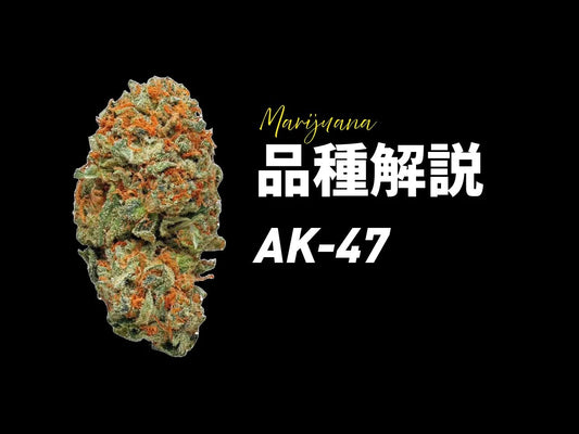 AK-47品種完全ガイド | 最多受賞品種の特徴・効果・歴史を徹底解説 - Drowse