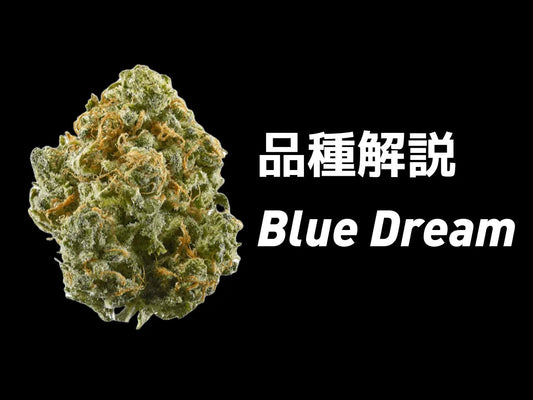 Blue Dreamとは?ブルードリーム品種の特徴・効果・歴史を徹底解説 - Drowse