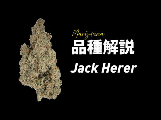Jack Herer(ジャック・ヘラー)完全ガイド | 大麻品種の特徴・効果・歴史 - Drowse