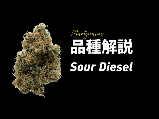 Sour Dieselとは? 伝説的な大麻品種の歴史・効果・特徴を徹底解説 - Drowse
