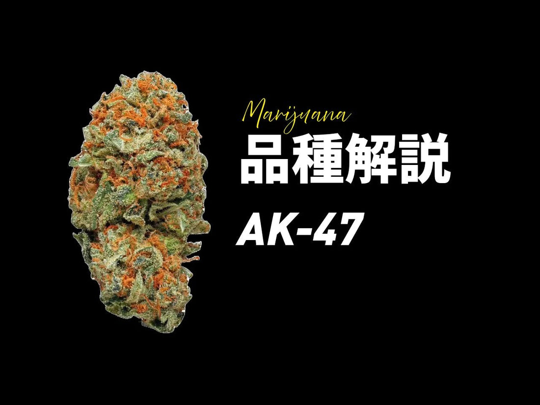 AK-47品種完全ガイド | 最多受賞品種の特徴・効果・歴史を徹底解説 - Drowse