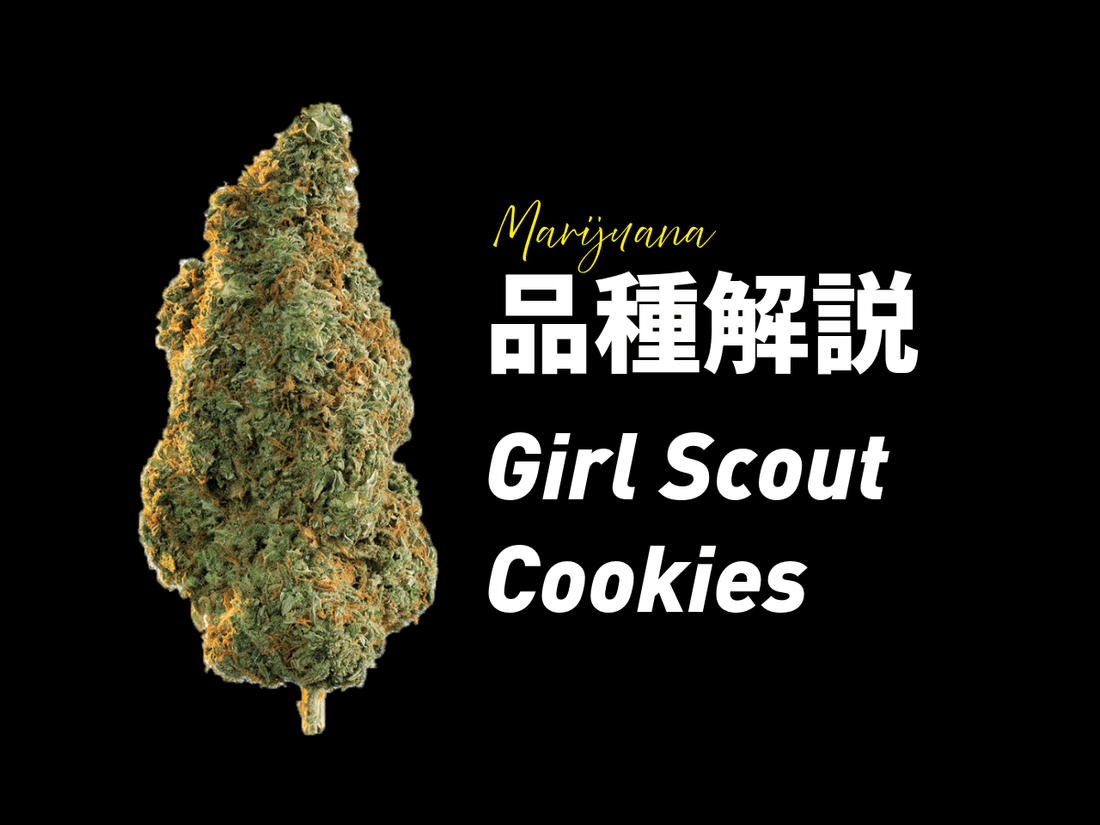Girl Scout Cookies(ガールスカウトクッキー)完全ガイド｜品種の特徴・効果を徹底解説 - Drowse