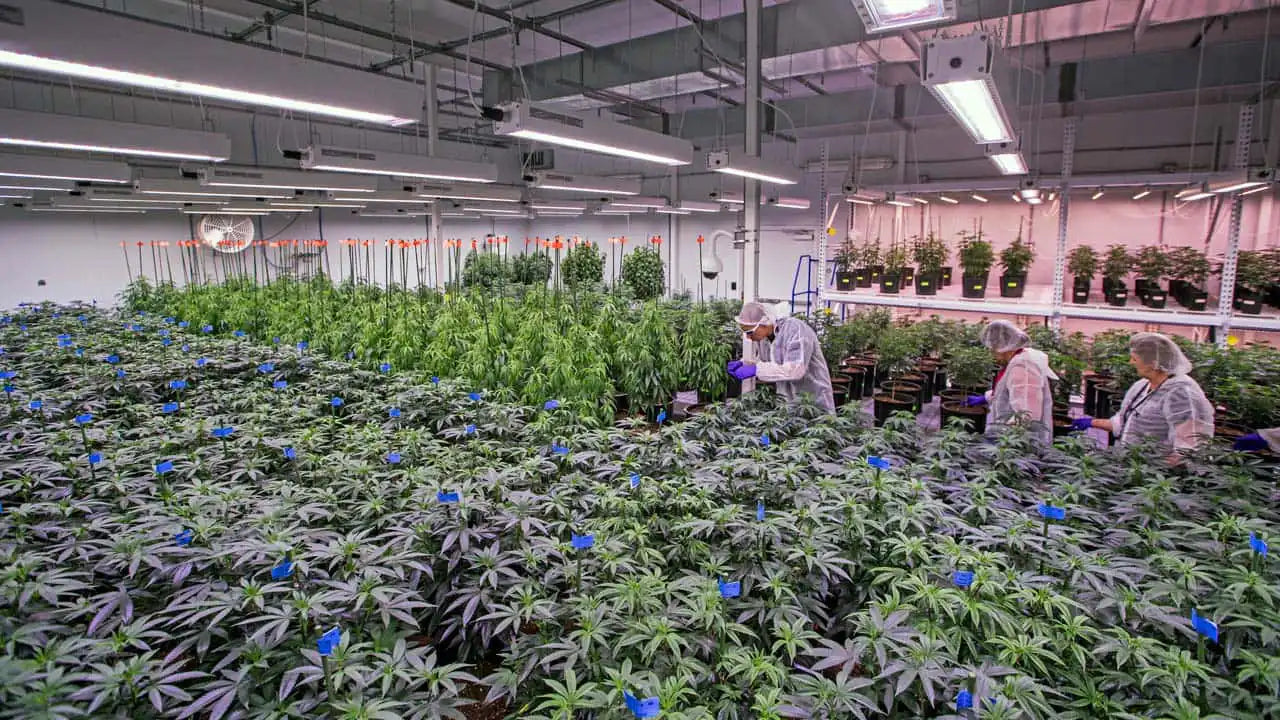 ガールスカウトクッキーズの歴史:Cookie Famの革命と大麻文化への影響を表すタイムライン